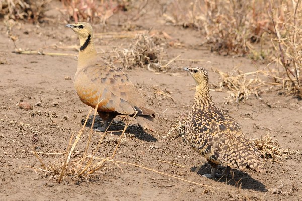 Yellow-throated Sandgrouse