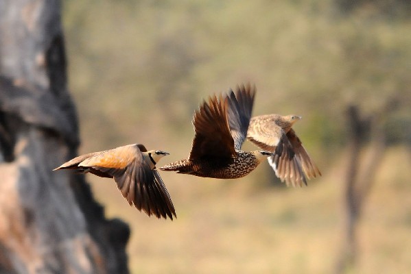 Yellow-throated Sandgrouse