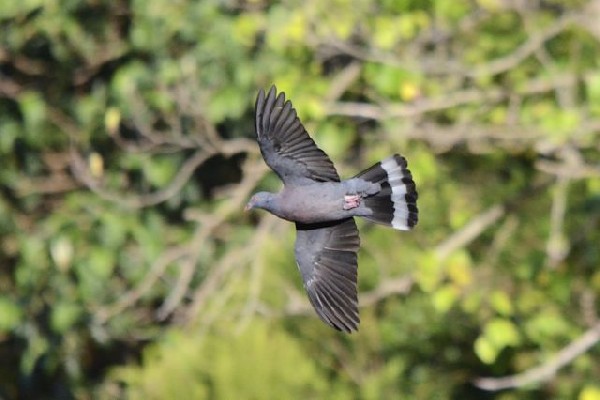 Dark-tailed Laurel Pigeon