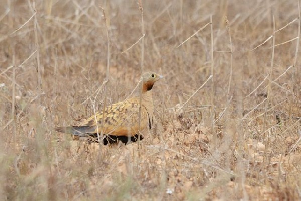 Black-bellied Sandgrouse