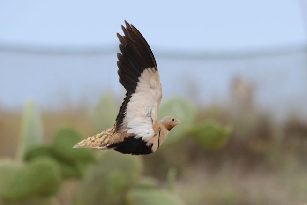 Black-bellied Sandgrouse