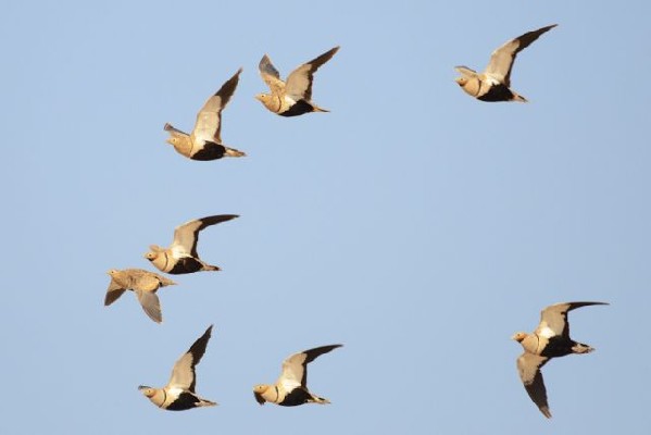 Black-bellied Sandgrouse