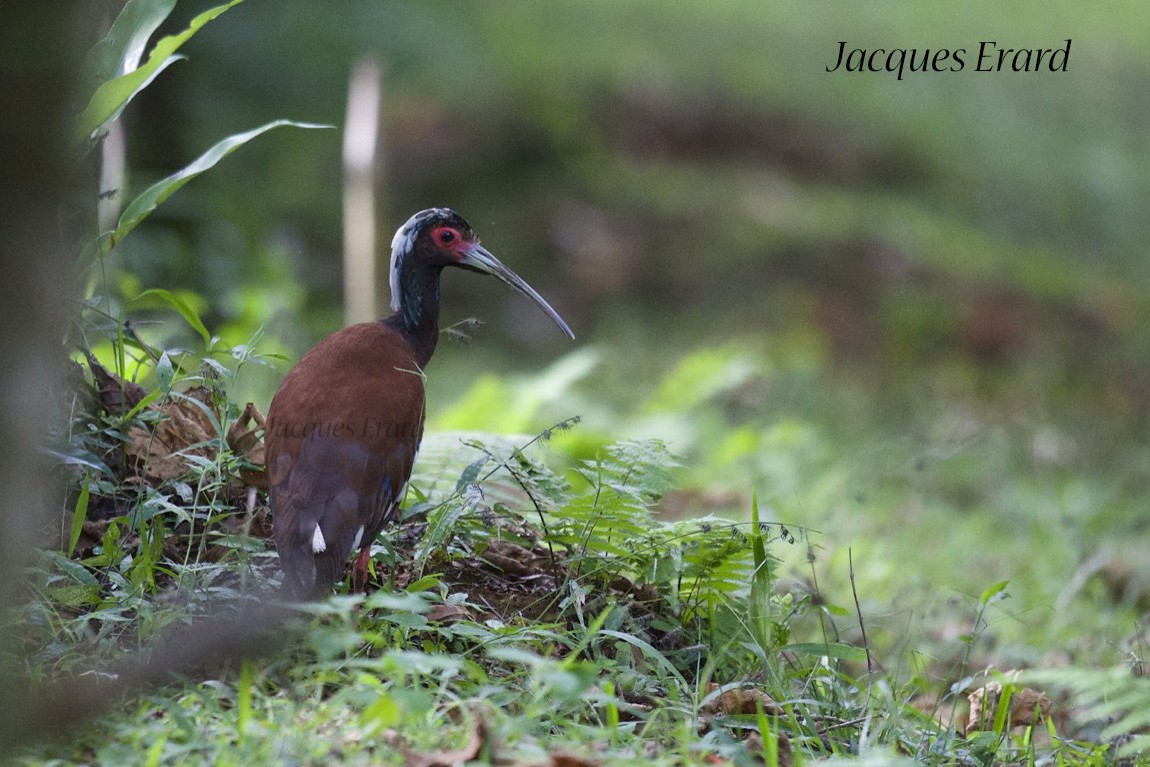 Madagascar  Crested Ibis