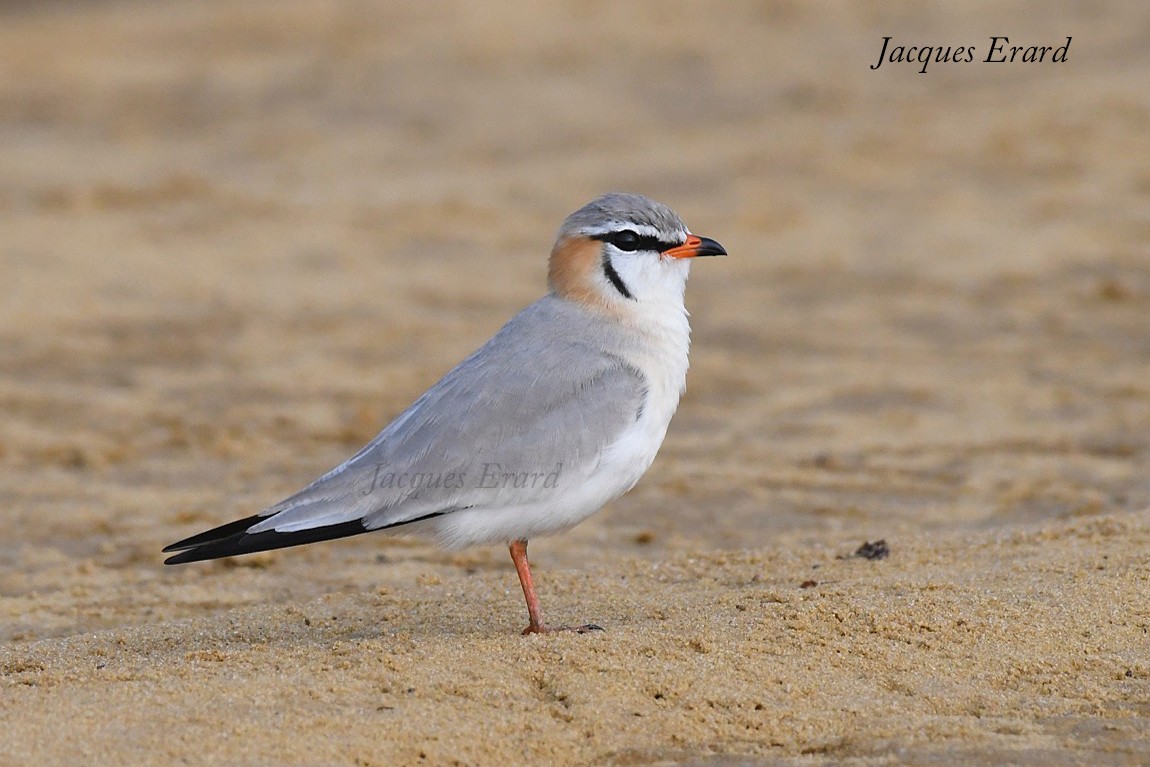 Grey Pratincole