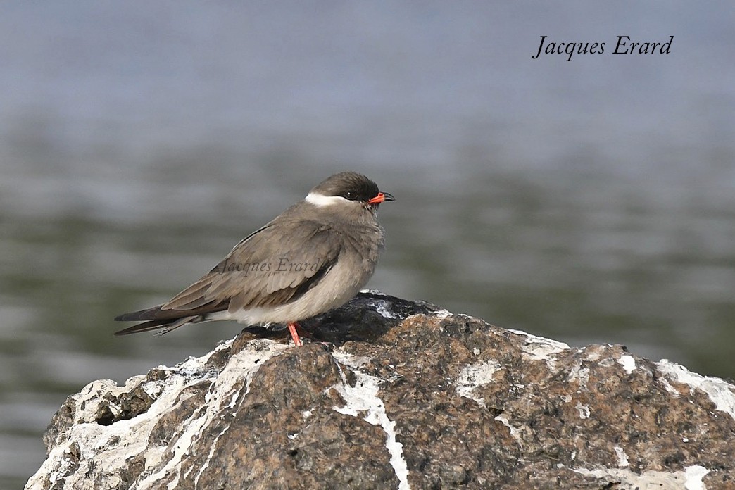 Rock Pratincole