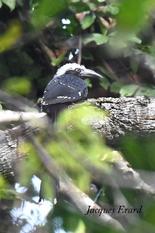 Horizocerus cassini