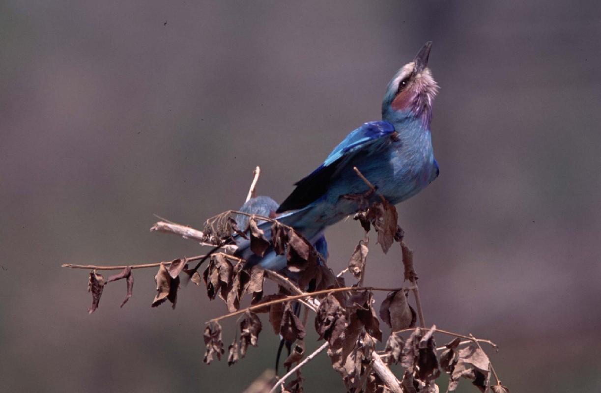 ssp. lorti - Lilac-throated roller