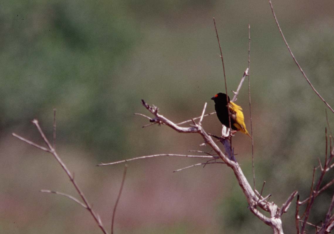 Fire-fronted bishop