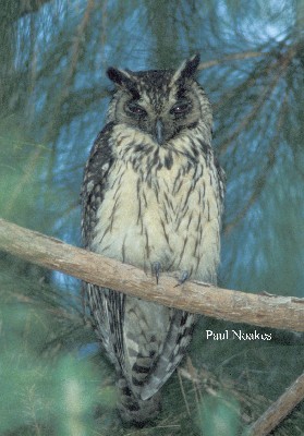 Madagascar Long-eared Owl