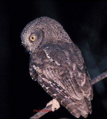 Torotorka Scops Owl