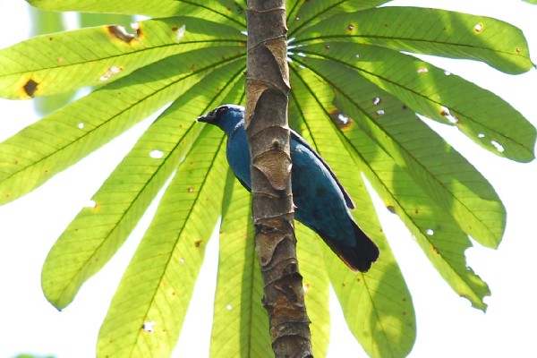Blue Cuckoo-Shrike