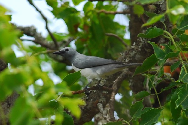 White-breasted Cuckoo-Shrike