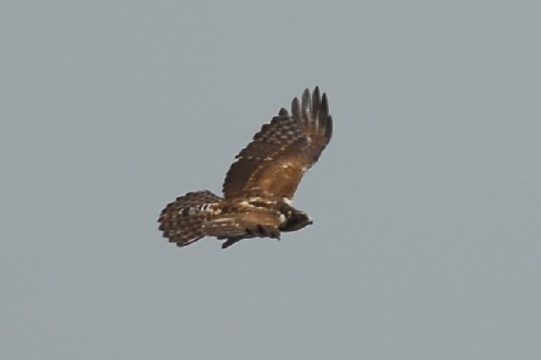 Ayres's Hawk Eagle