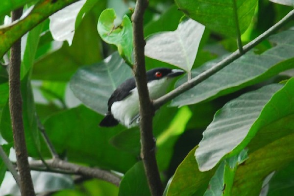 Red-eyed Puffback
