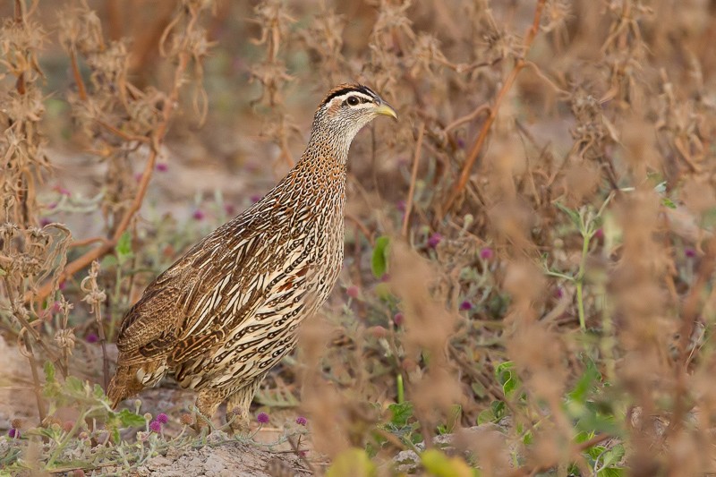 Double-spurred Francolin