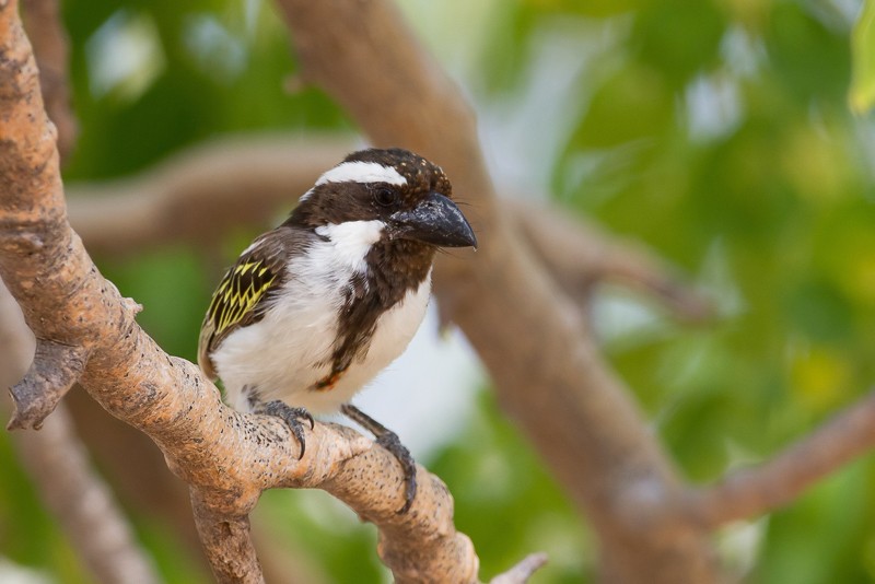 Black-throated Barbet