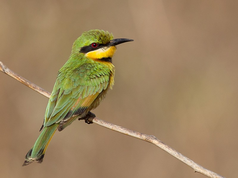 Little Bee-eater