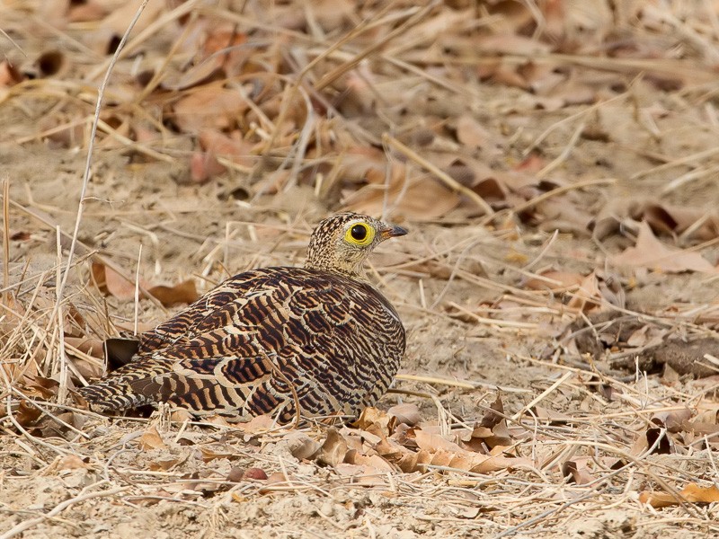 Four-banded Sandgrouse