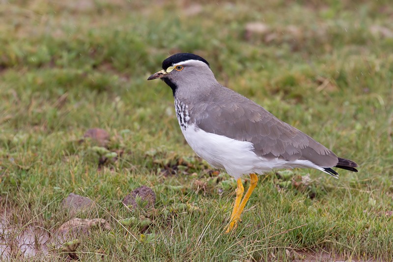 Spot-breasted Lapwing