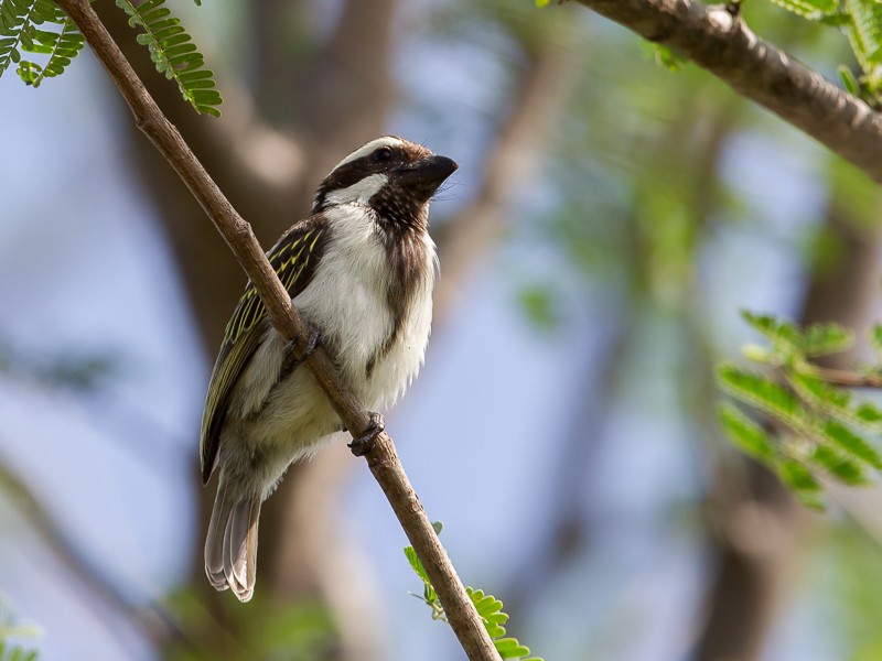 Black-throated Barbet