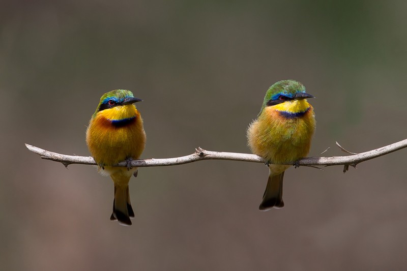 Little Bee-eater