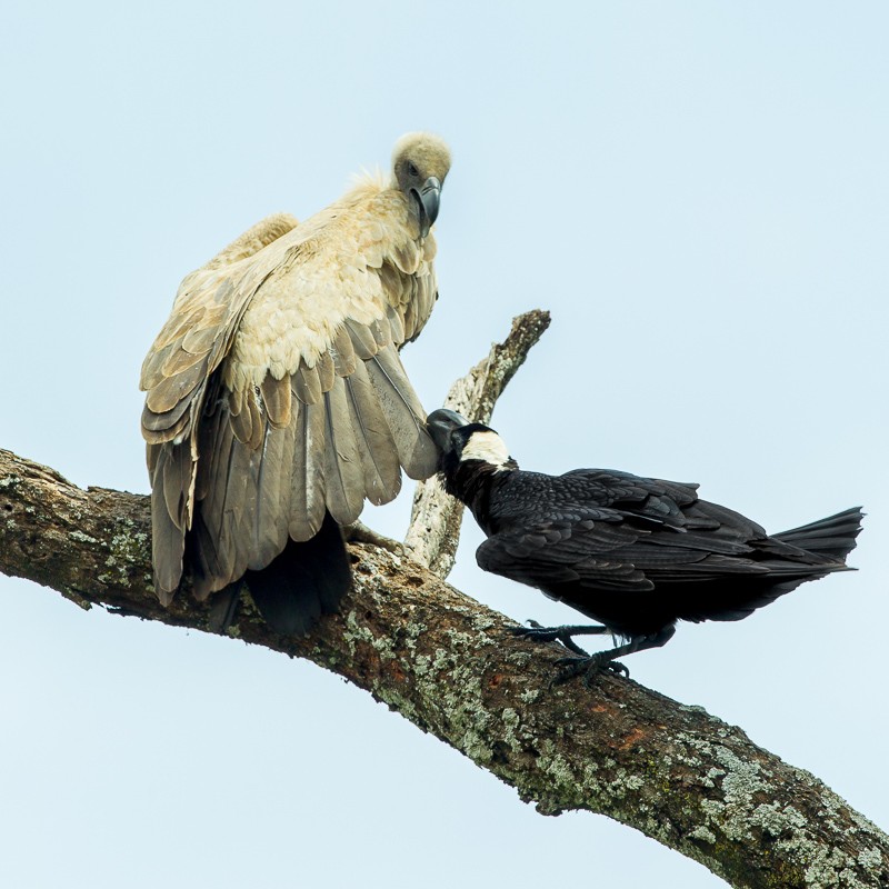 Thick-billed Raven attacking White-backed Vulture