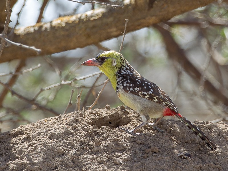 Yellow-breasted Barbet