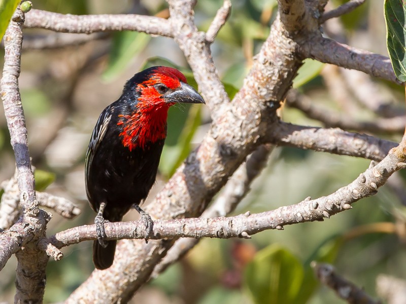 Black-billed Barbet
