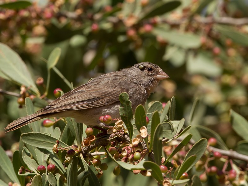 Yellow-rumped Seedeater with tick behind the eye