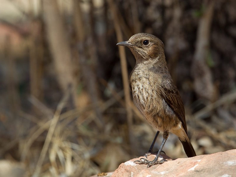 Abyssinian Wheatear