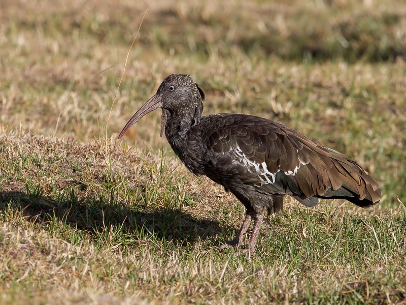 Wattled Ibis