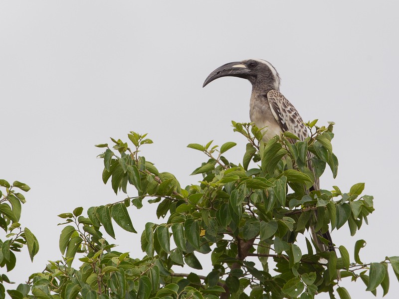 African Grey Hornbill