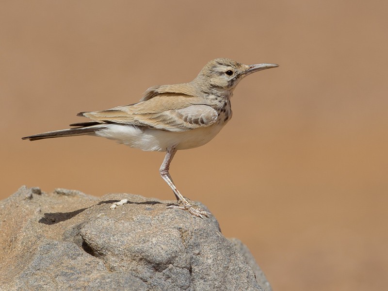 Greater Hoopoe-Lark