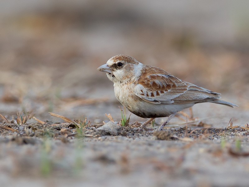Chestnut-backed Sparrow Lark