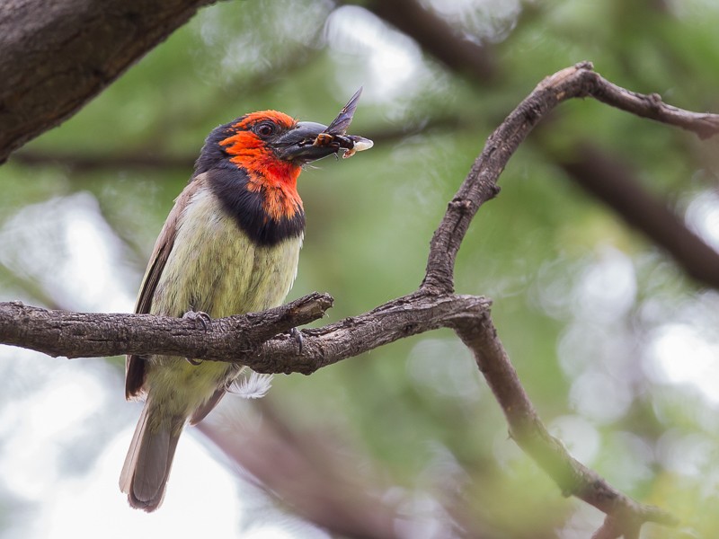 Black-collared Barbet