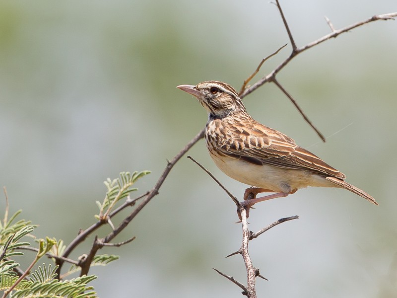 Sabota Lark