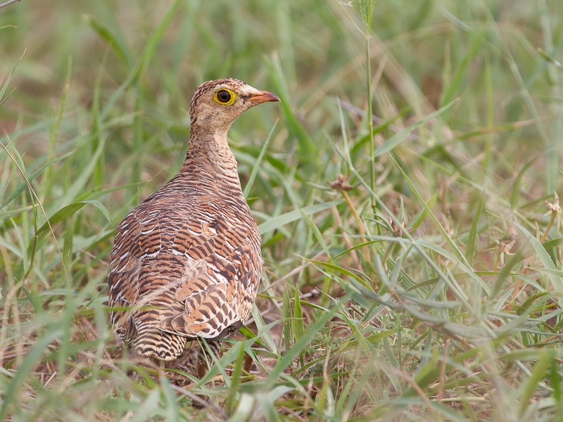 Double-banded Sandgrouse
