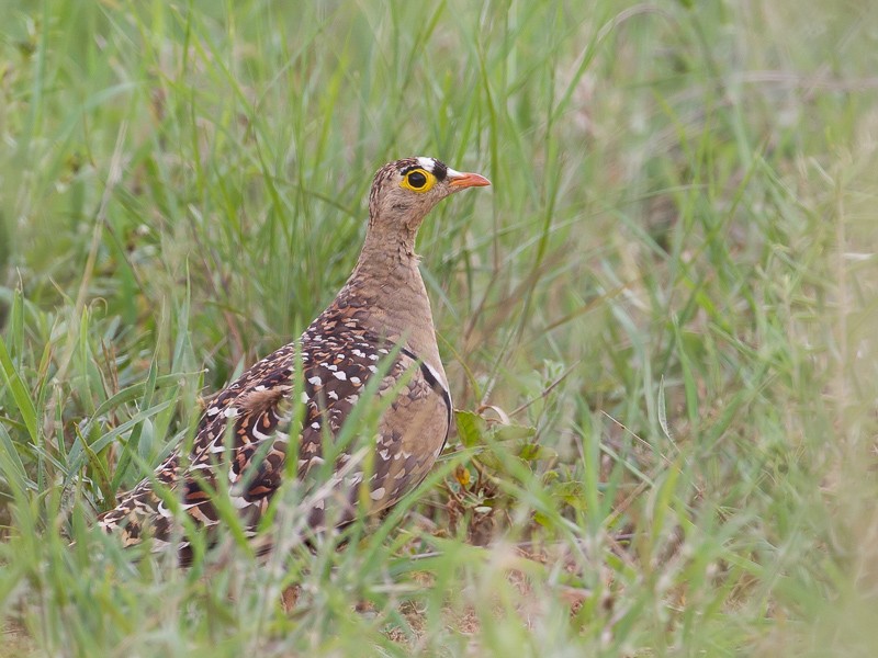 Double-banded Sandgrouse