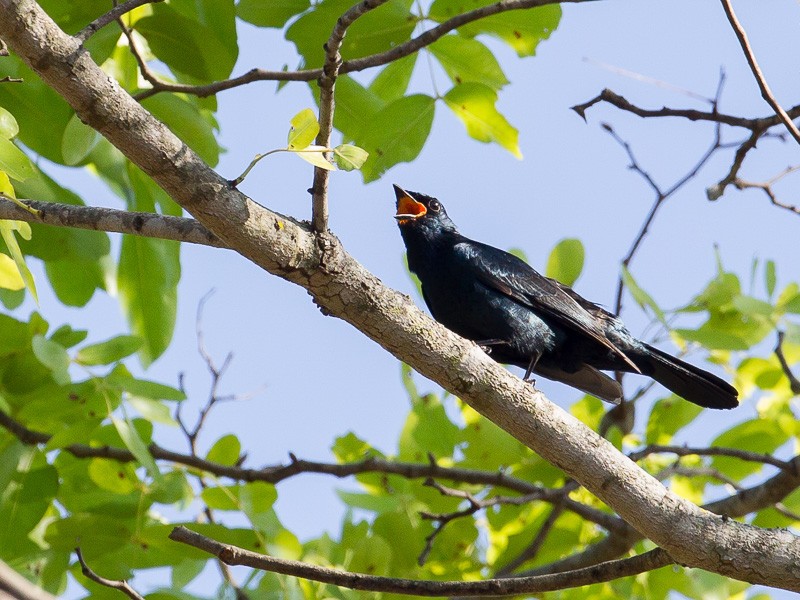 Black Cuckoo-Shrike