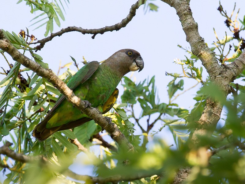 Brown-headed Parrot