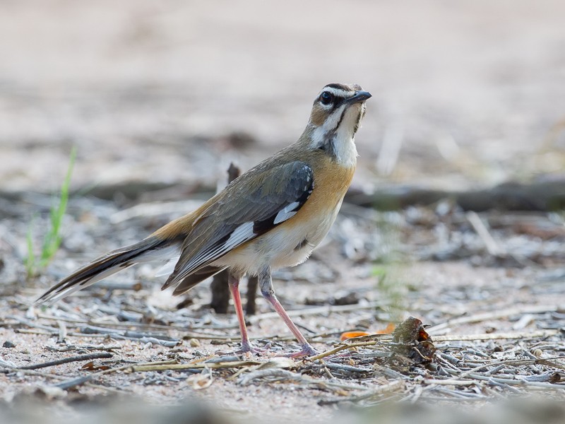 Bearded Scrub Robin