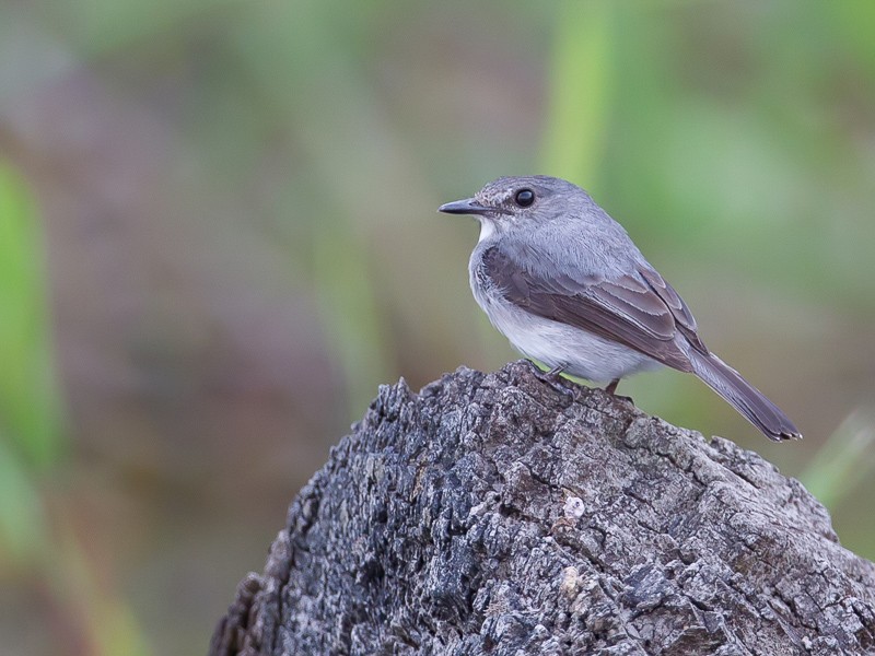 Cassin's Flycatcher