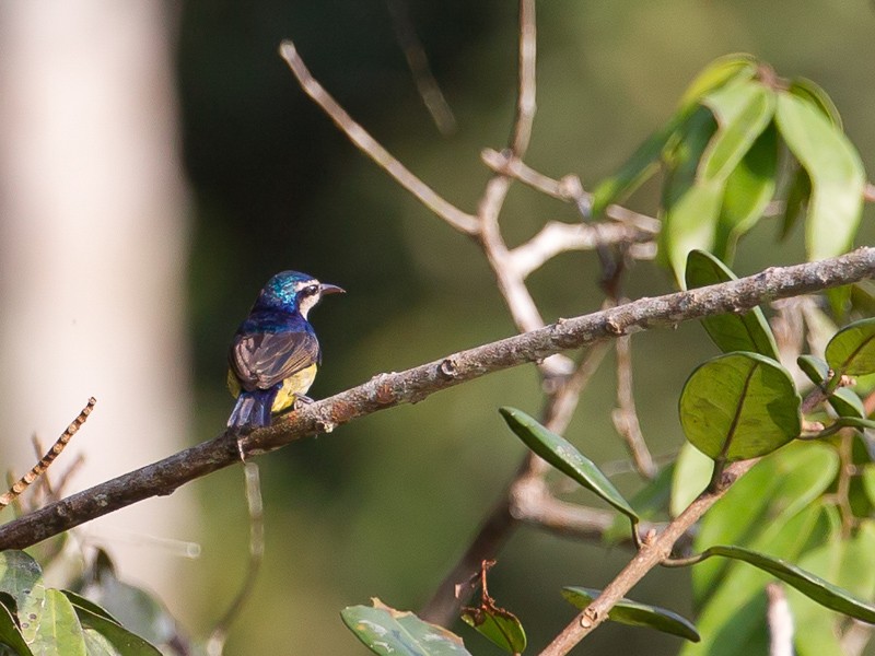 Violet-tailed Sunbird