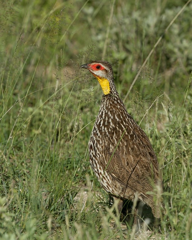 Yellow-necked Spurfowl