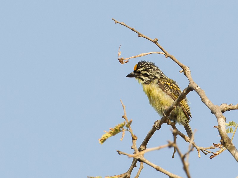 Yellow-fronted Tinkerbird
