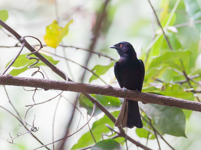 Square-tailed Drongo