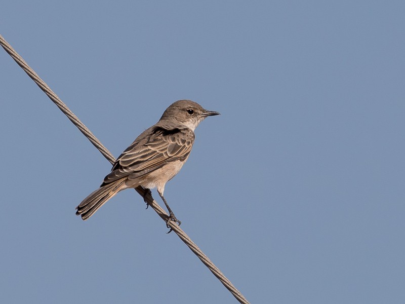 Chat Flycatcher