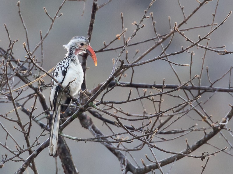 Damara Red-billed Hornbill