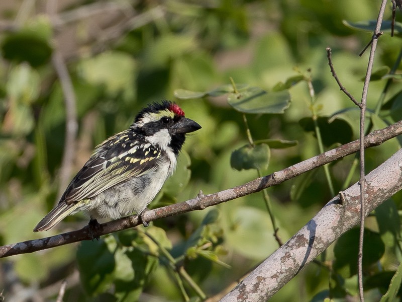 Acacia Pied Barbet