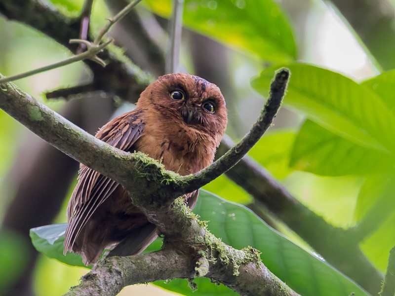 Sao Tome Scops Owl